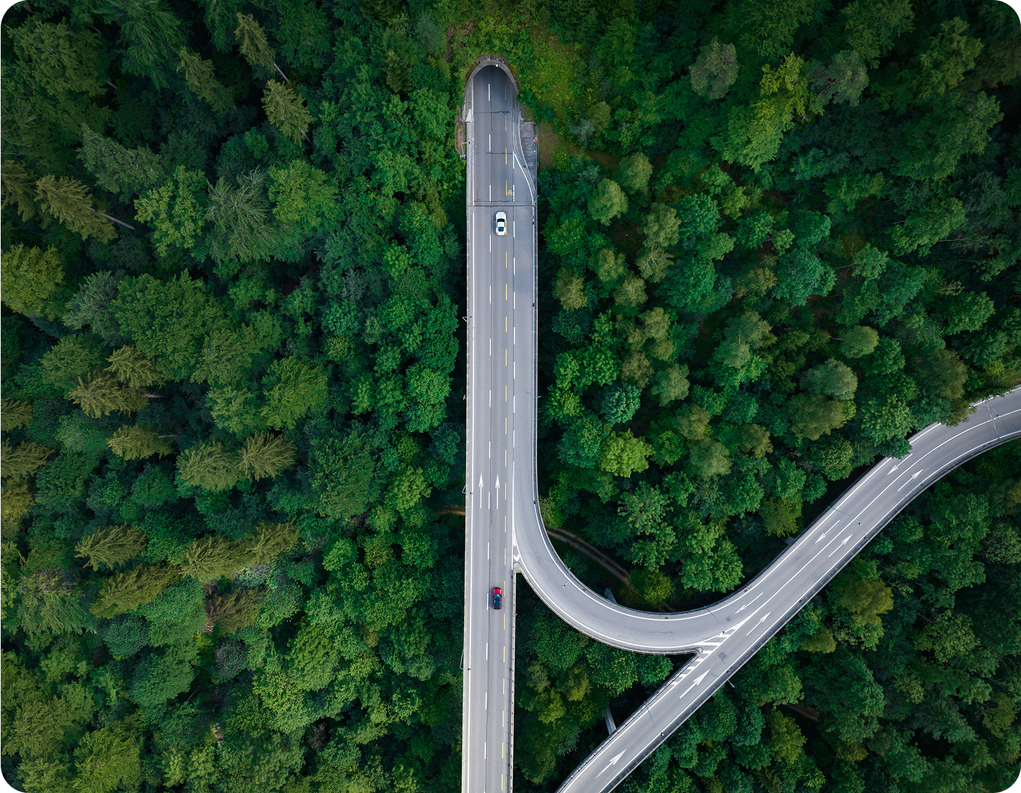 A tree-lined road through the Virginia countryside